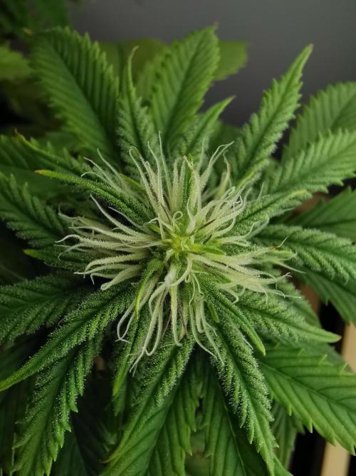 Pablo Escobar auto / FC-E4800 /90x60x140. Week 6
