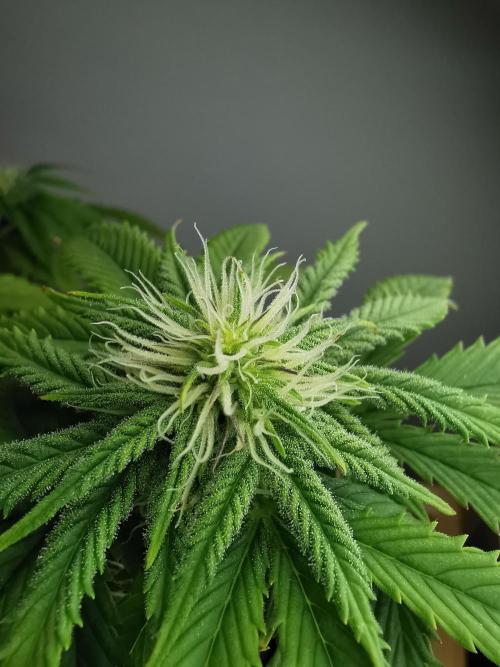 Pablo Escobar auto / FC-E4800 /90x60x140. Week 6