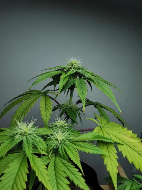 Pablo Escobar auto / FC-E4800 /90x60x140. Week 6