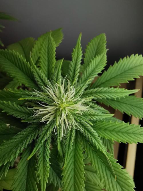 Pablo Escobar auto / FC-E4800 /90x60x140. Week 6