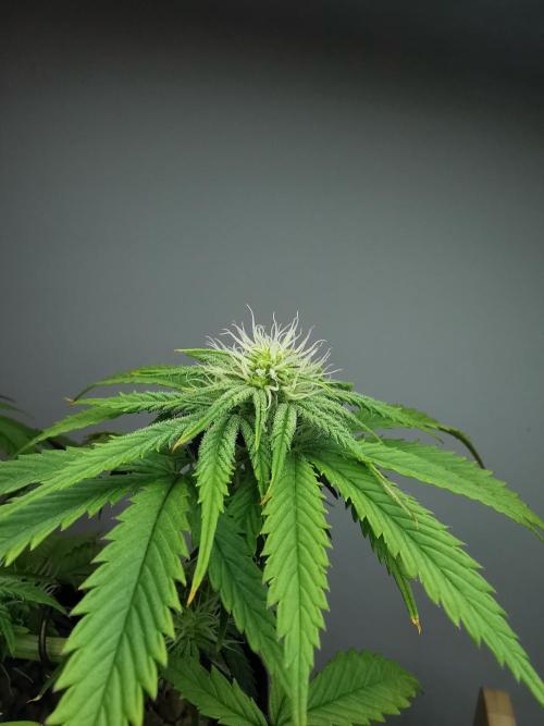Pablo Escobar auto / FC-E4800 /90x60x140. Week 6