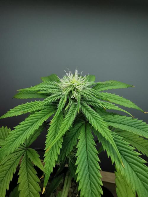 Pablo Escobar auto / FC-E4800 /90x60x140. Week 6