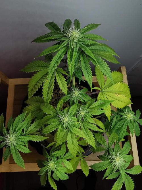 Pablo Escobar auto / FC-E4800 /90x60x140. Week 6
