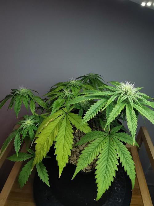 Pablo Escobar auto / FC-E4800 /90x60x140. Week 6