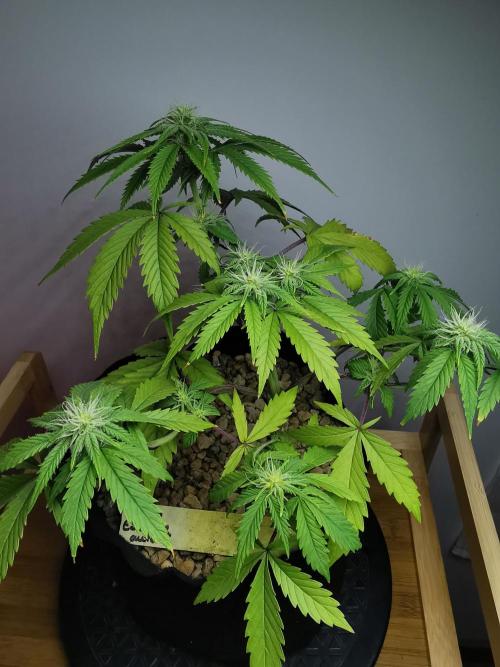 Pablo Escobar auto / FC-E4800 /90x60x140. Week 6