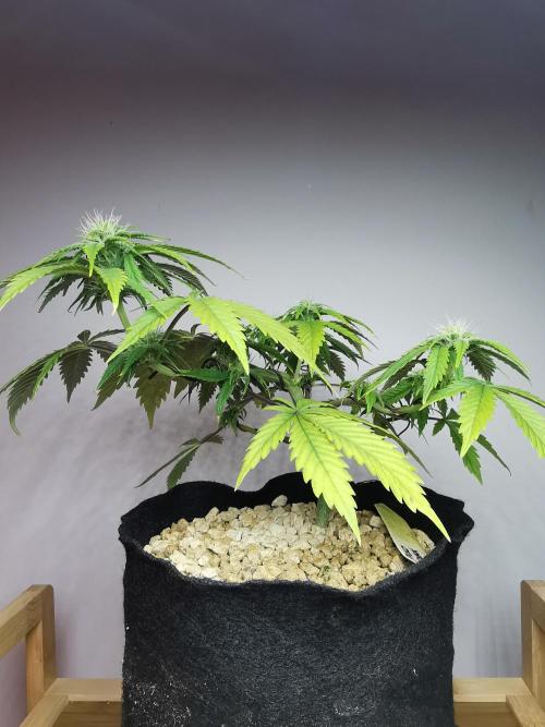 Pablo Escobar auto / FC-E4800 /90x60x140. Week 6