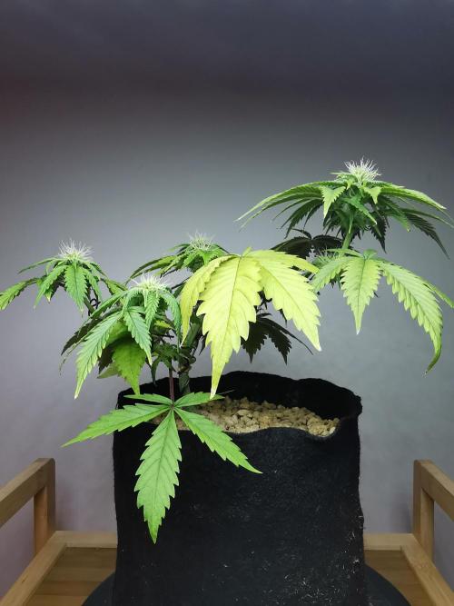 Pablo Escobar auto / FC-E4800 /90x60x140. Week 6