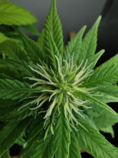 Devil XL auto / FC-E4800 / 90x60x140. Week 6