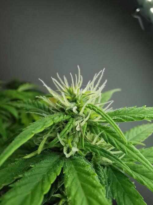 Devil XL auto / FC-E4800 / 90x60x140. Week 6