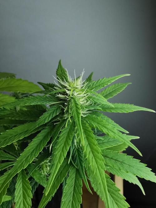 Devil XL auto / FC-E4800 / 90x60x140. Week 6