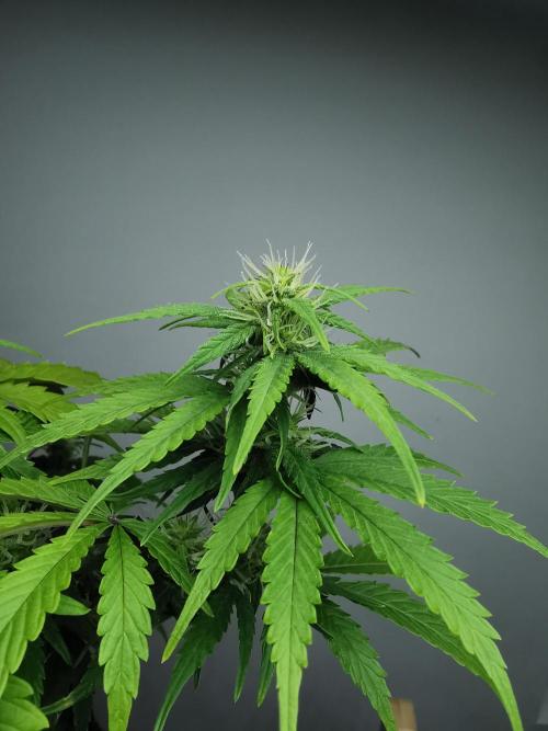 Devil XL auto / FC-E4800 / 90x60x140. Week 6