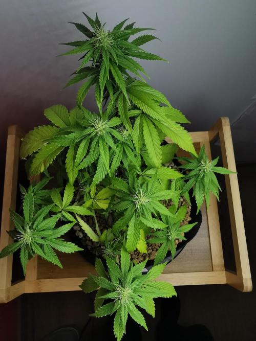 Devil XL auto / FC-E4800 / 90x60x140. Week 6