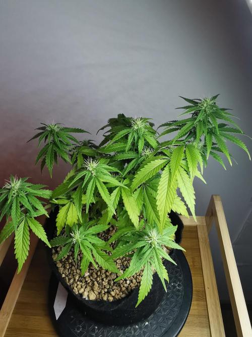 Devil XL auto / FC-E4800 / 90x60x140. Week 6