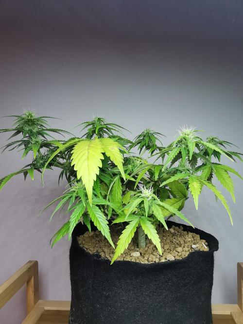Devil XL auto / FC-E4800 / 90x60x140. Week 6
