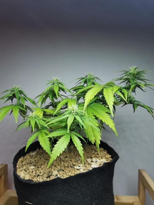 Devil XL auto / FC-E4800 / 90x60x140. Week 6