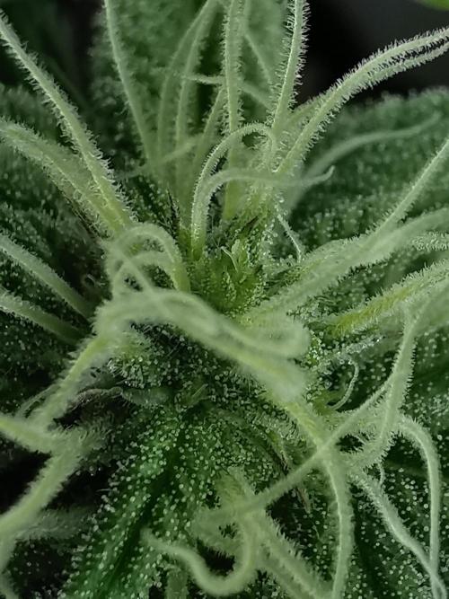 Moon Rock auto / 90x60x140 / FC-E4800. Week 6