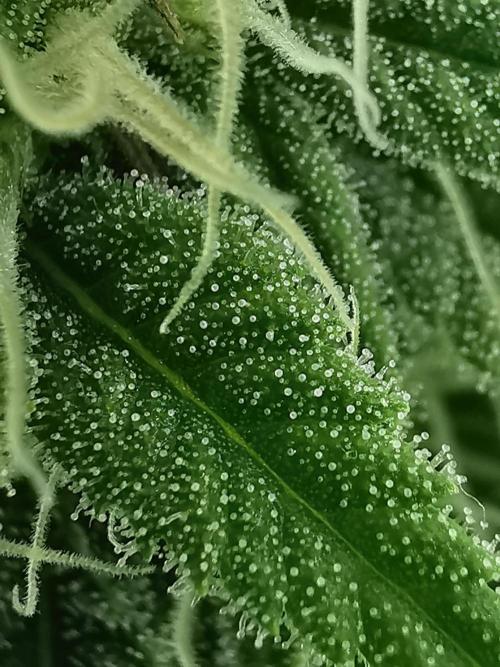 Moon Rock auto / 90x60x140 / FC-E4800. Week 6