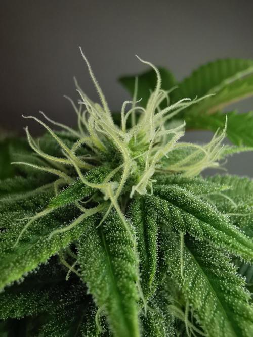 Moon Rock auto / 90x60x140 / FC-E4800. Week 6