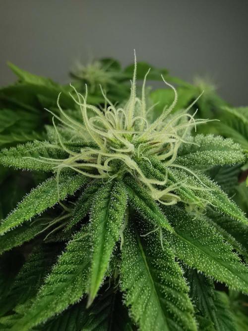 Moon Rock auto / 90x60x140 / FC-E4800. Week 6