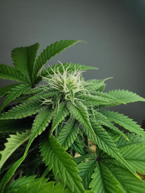 Moon Rock auto / 90x60x140 / FC-E4800. Week 6