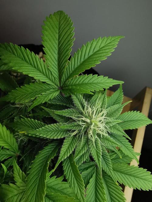 Moon Rock auto / 90x60x140 / FC-E4800. Week 6