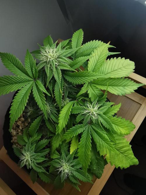 Moon Rock auto / 90x60x140 / FC-E4800. Week 6