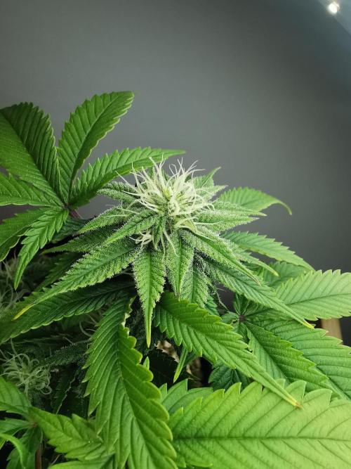 Moon Rock auto / 90x60x140 / FC-E4800. Week 6