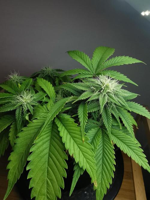 Moon Rock auto / 90x60x140 / FC-E4800. Week 6