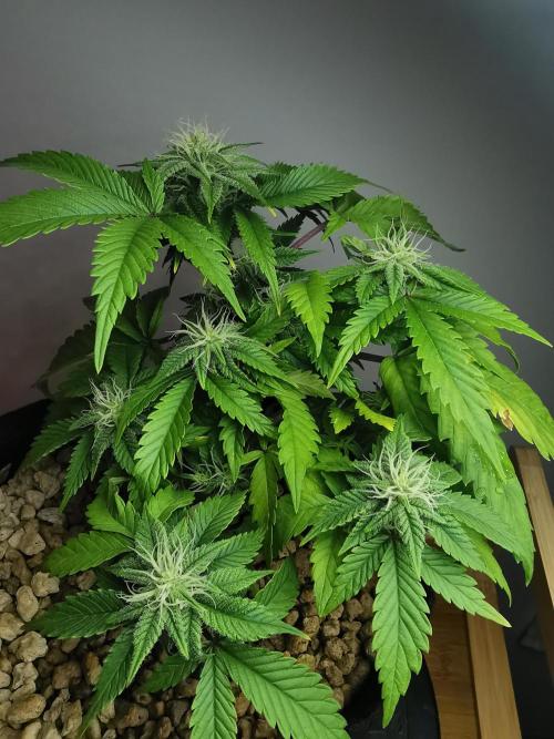 Moon Rock auto / 90x60x140 / FC-E4800. Week 6