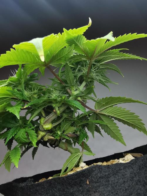 Moon Rock auto / 90x60x140 / FC-E4800. Week 6