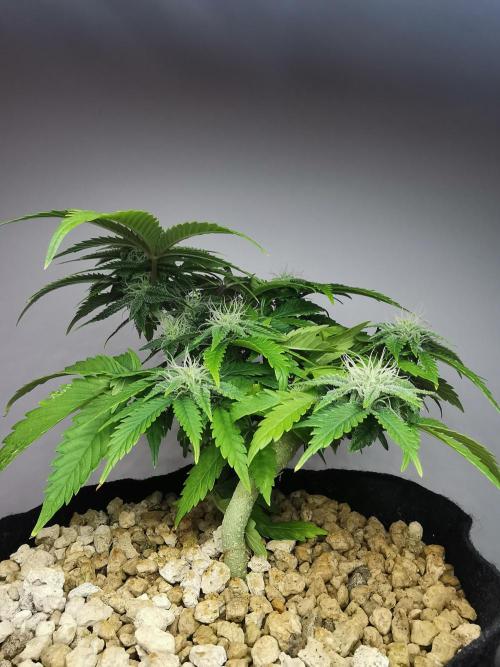 Moon Rock auto / 90x60x140 / FC-E4800. Week 6