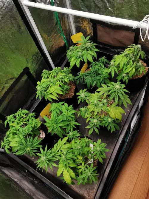 Moon Rock auto / 90x60x140 / FC-E4800. Week 6
