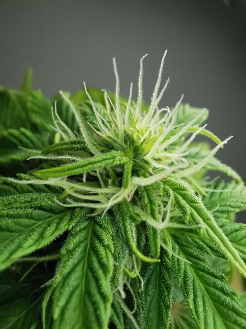 Northern Light auto/ FC-E4800/ 90x60x140. Week 6