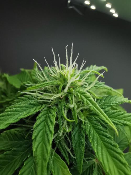 Northern Light auto/ FC-E4800/ 90x60x140. Week 6