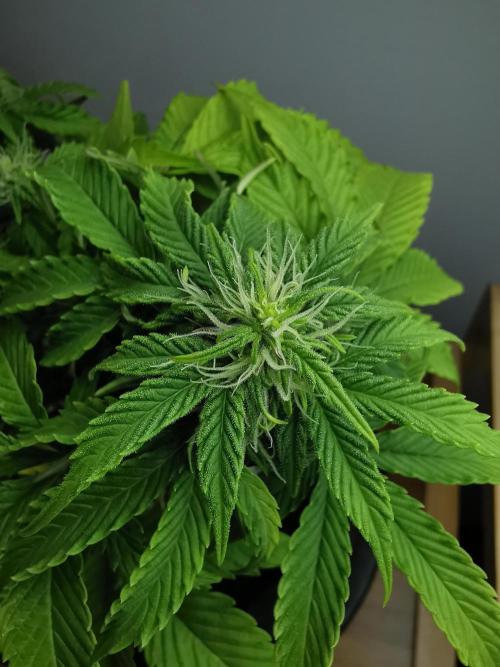 Northern Light auto/ FC-E4800/ 90x60x140. Week 6