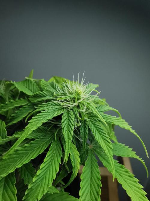 Northern Light auto/ FC-E4800/ 90x60x140. Week 6