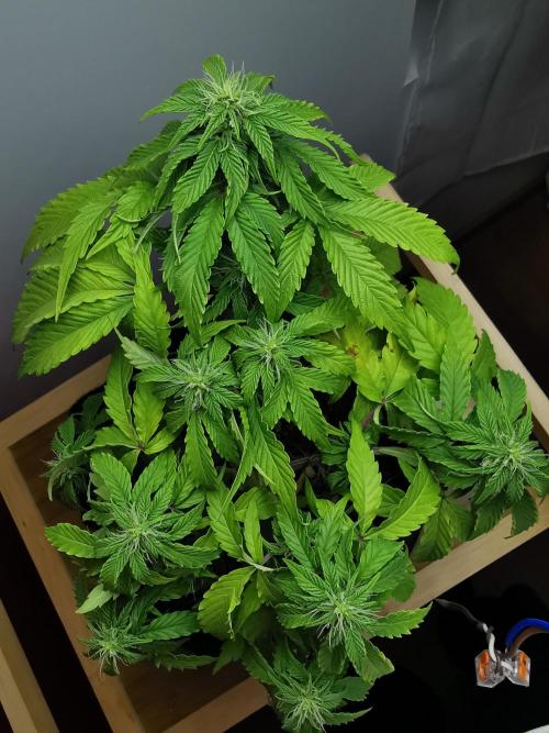 Northern Light auto/ FC-E4800/ 90x60x140. Week 6