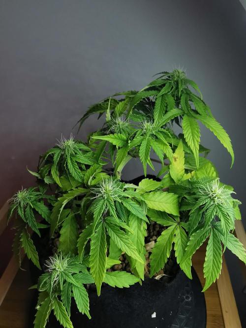 Northern Light auto/ FC-E4800/ 90x60x140. Week 6