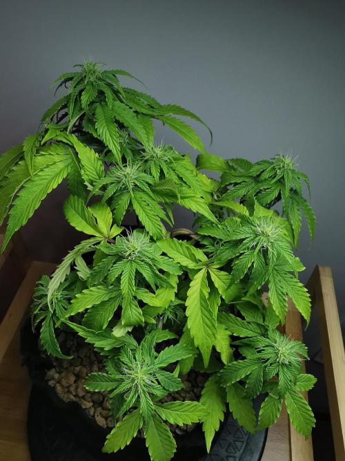 Northern Light auto/ FC-E4800/ 90x60x140. Week 6