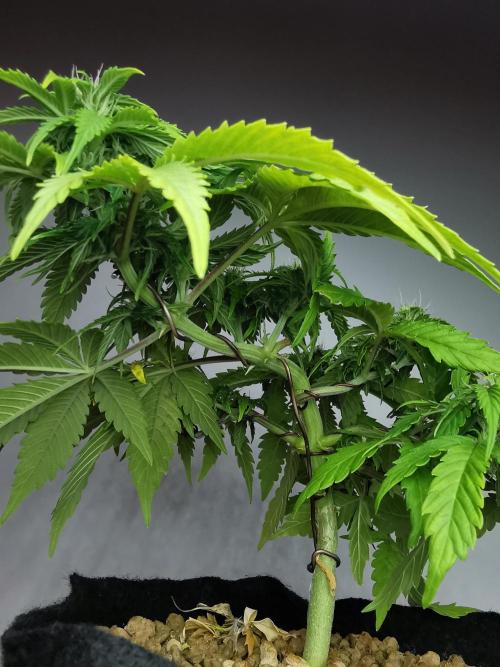 Northern Light auto/ FC-E4800/ 90x60x140. Week 6
