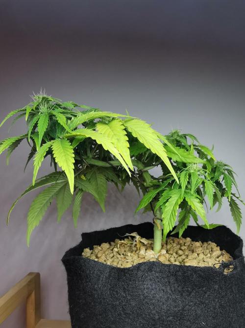 Northern Light auto/ FC-E4800/ 90x60x140. Week 6