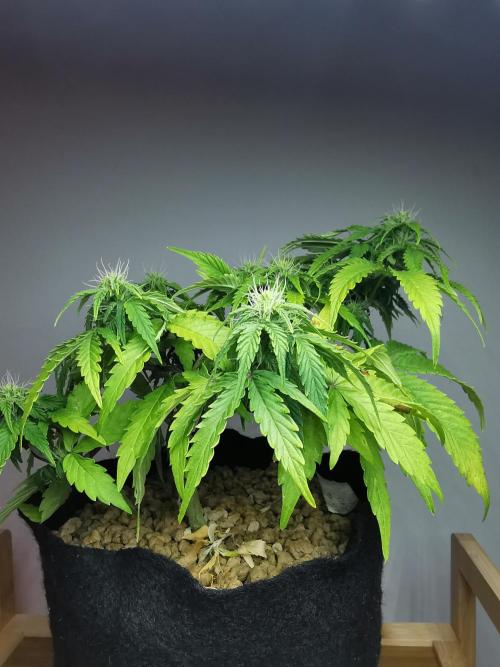 Northern Light auto/ FC-E4800/ 90x60x140. Week 6