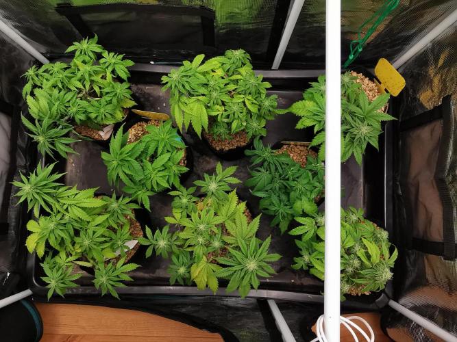 Northern Light auto/ FC-E4800/ 90x60x140. Week 6