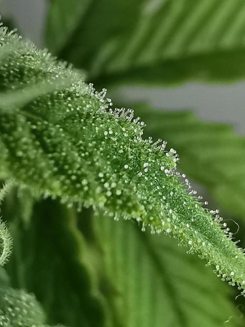 Fractal auto / FC-E4800 / 90x60x140. Week 6