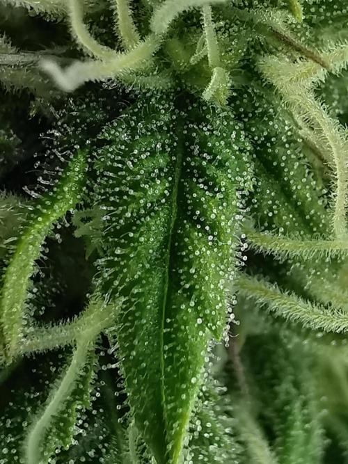 Fractal auto / FC-E4800 / 90x60x140. Week 6