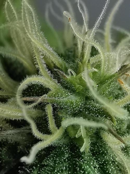 Fractal auto / FC-E4800 / 90x60x140. Week 6