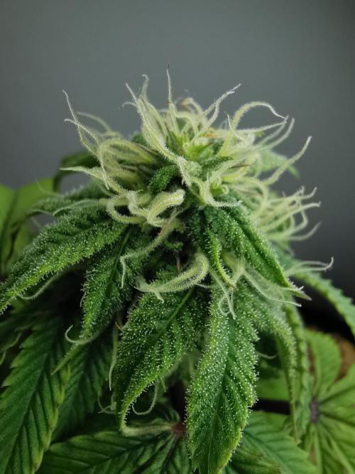 Fractal auto / FC-E4800 / 90x60x140. Week 6