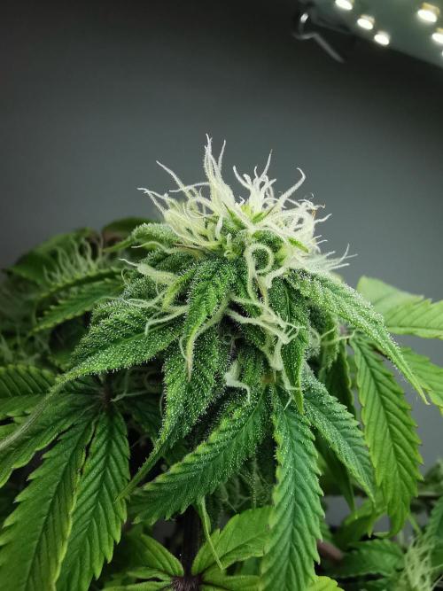 Fractal auto / FC-E4800 / 90x60x140. Week 6