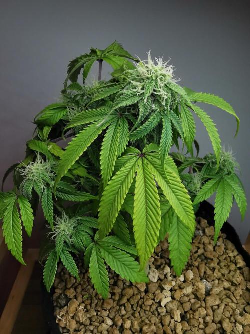 Fractal auto / FC-E4800 / 90x60x140. Week 6