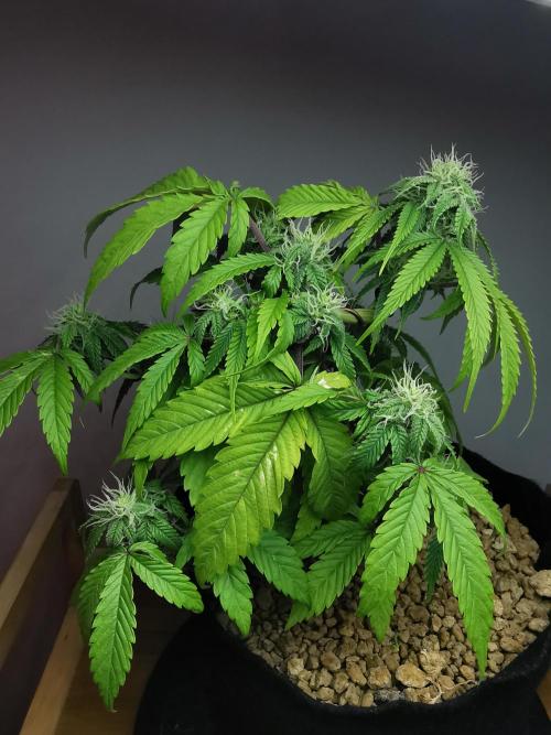 Fractal auto / FC-E4800 / 90x60x140. Week 6
